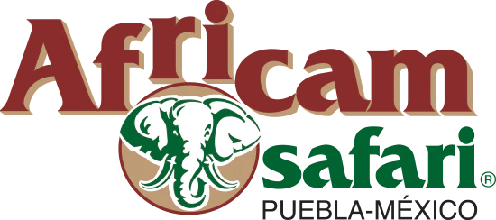 africam safari